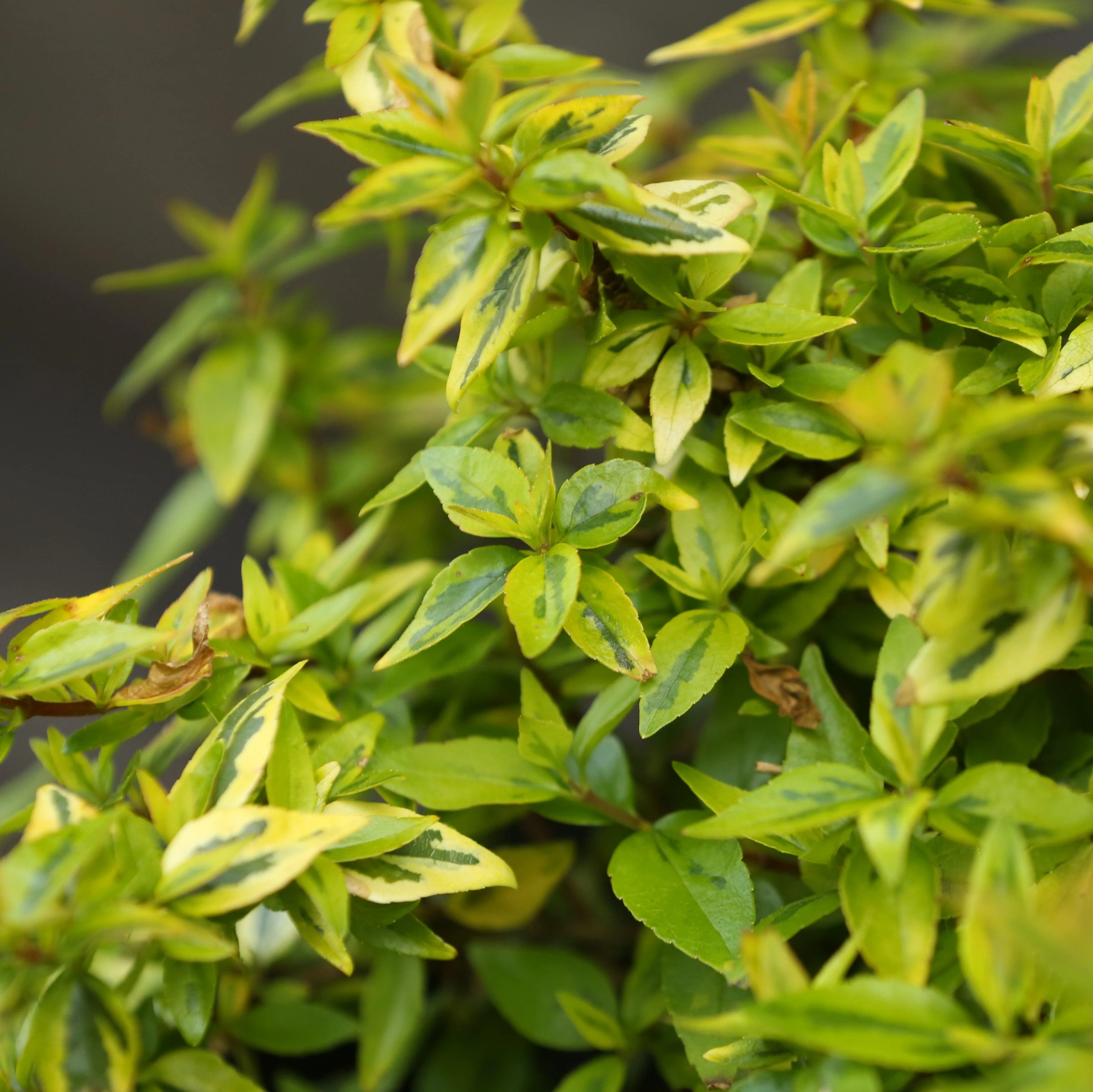Abelia, Grandiflora Kaleidoscope - Image 3