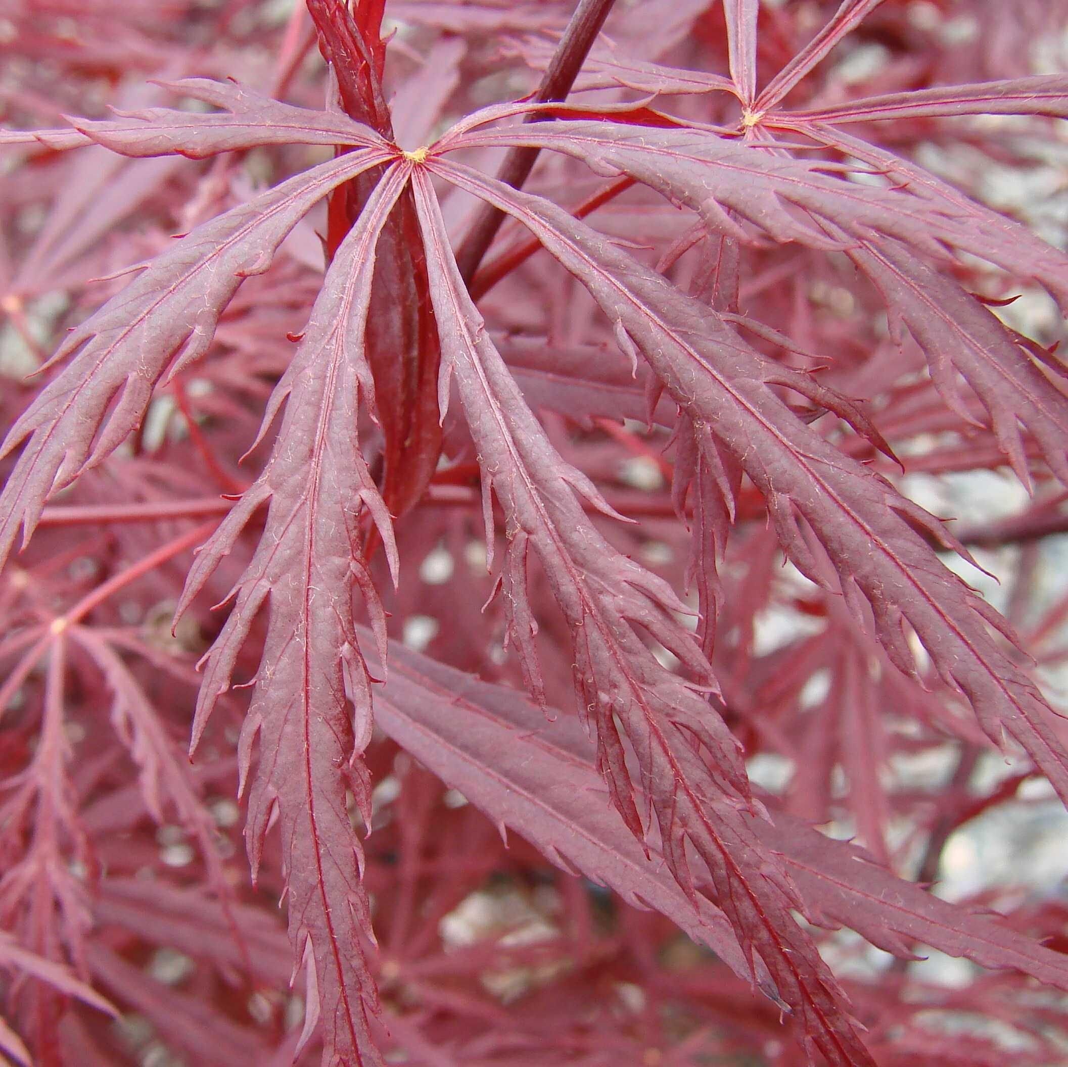 Maple, Red Dragon Japanese Maple - Image 3