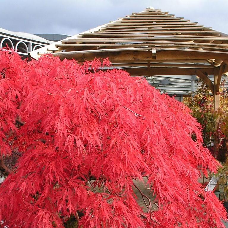 Maple, Crimson Queen Japanese Maple - Image 3