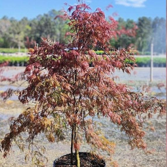 Maple, Crimson Queen Japanese Maple - Image 4
