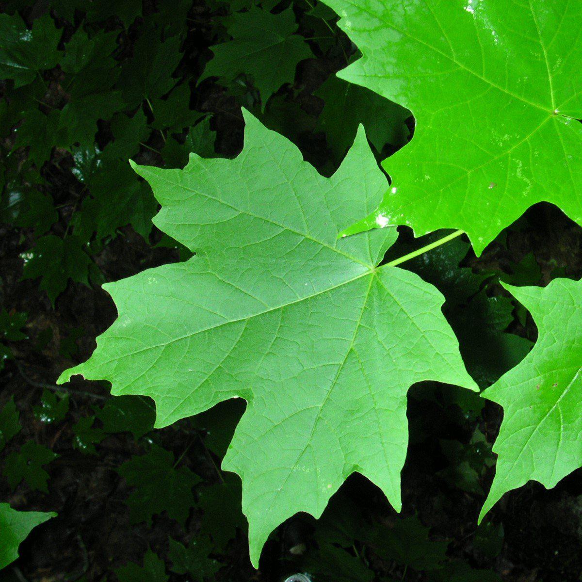 Maple, Sugar Maple - Image 3