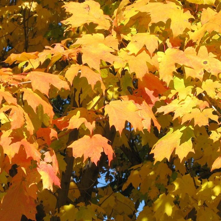 Maple, Sugar Maple - Image 4