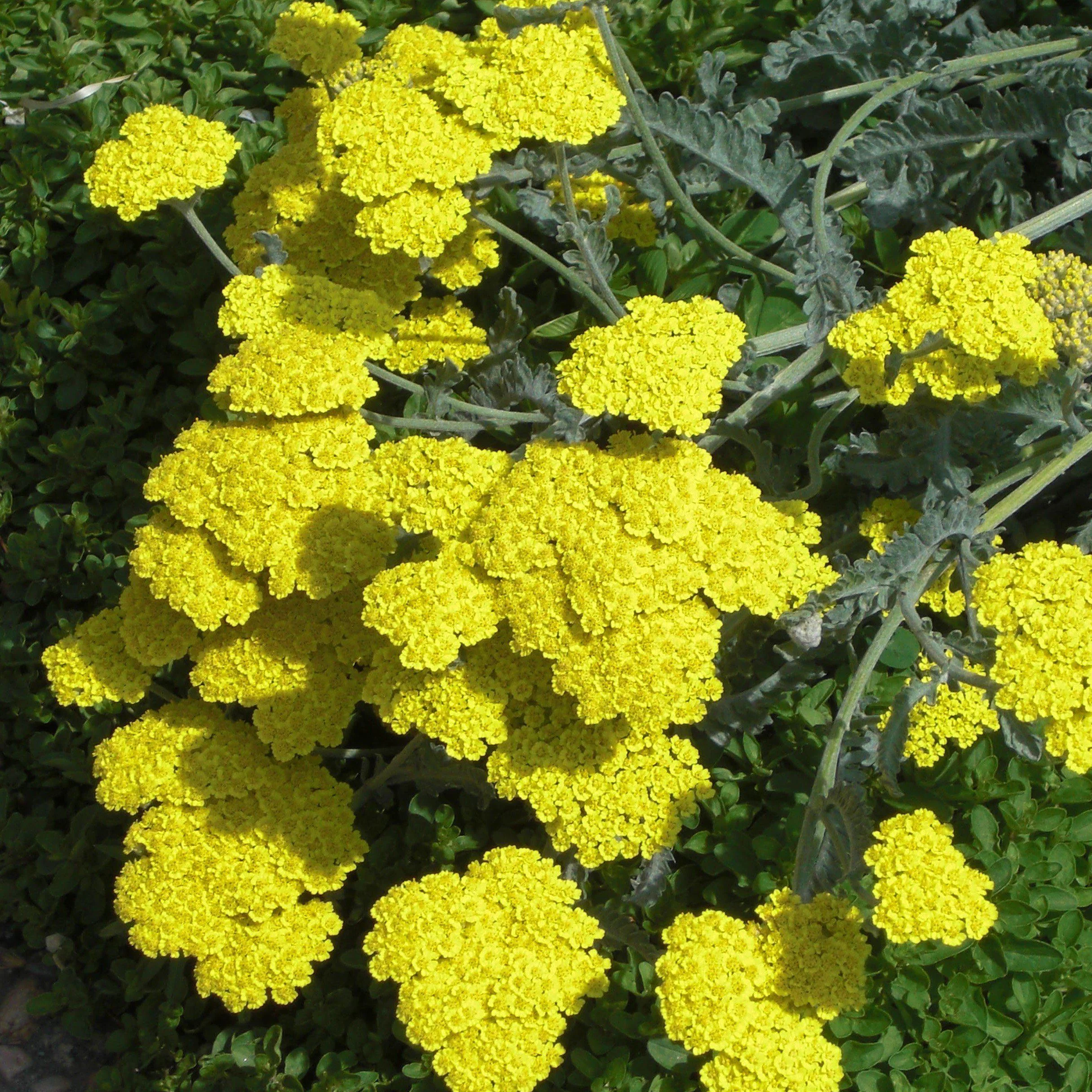 Yarrow, Moonshine Yarrow