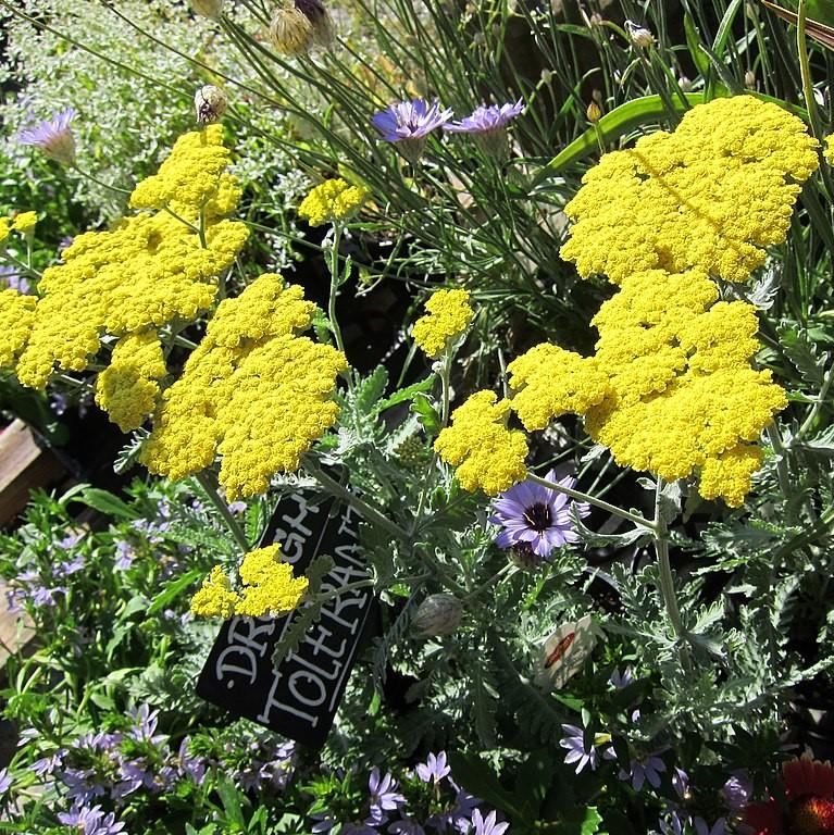 Yarrow, Moonshine Yarrow - Image 2