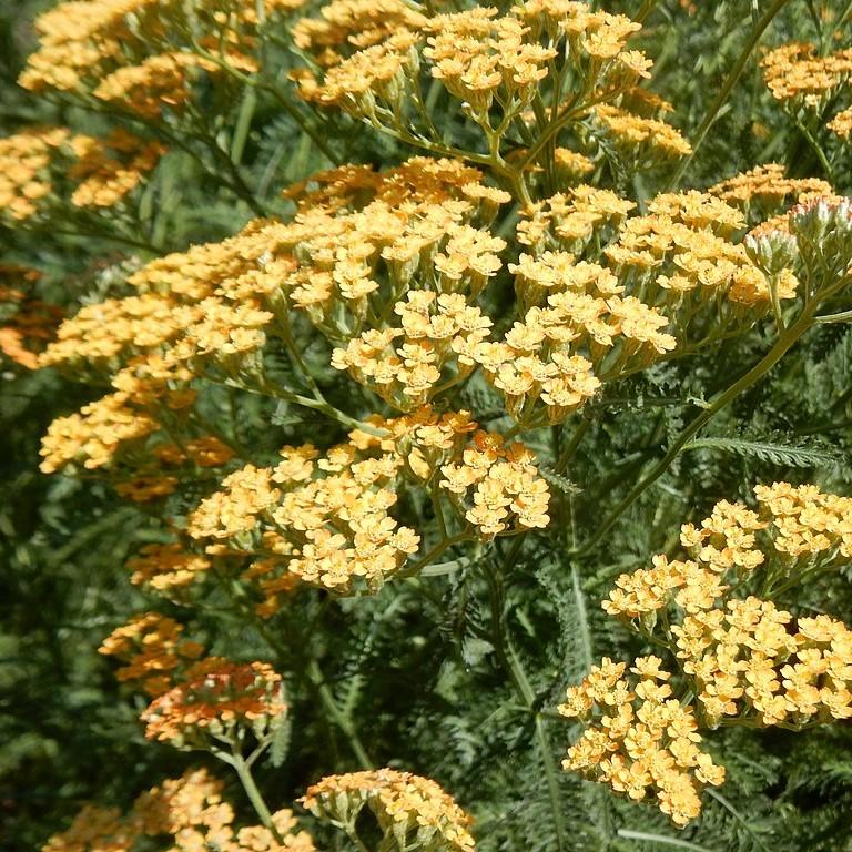 Yarrow, Moonshine Yarrow - Image 3