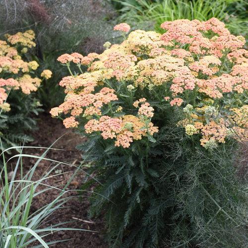 Yarrow, Firefly Peach Sky Yarrow - Image 2