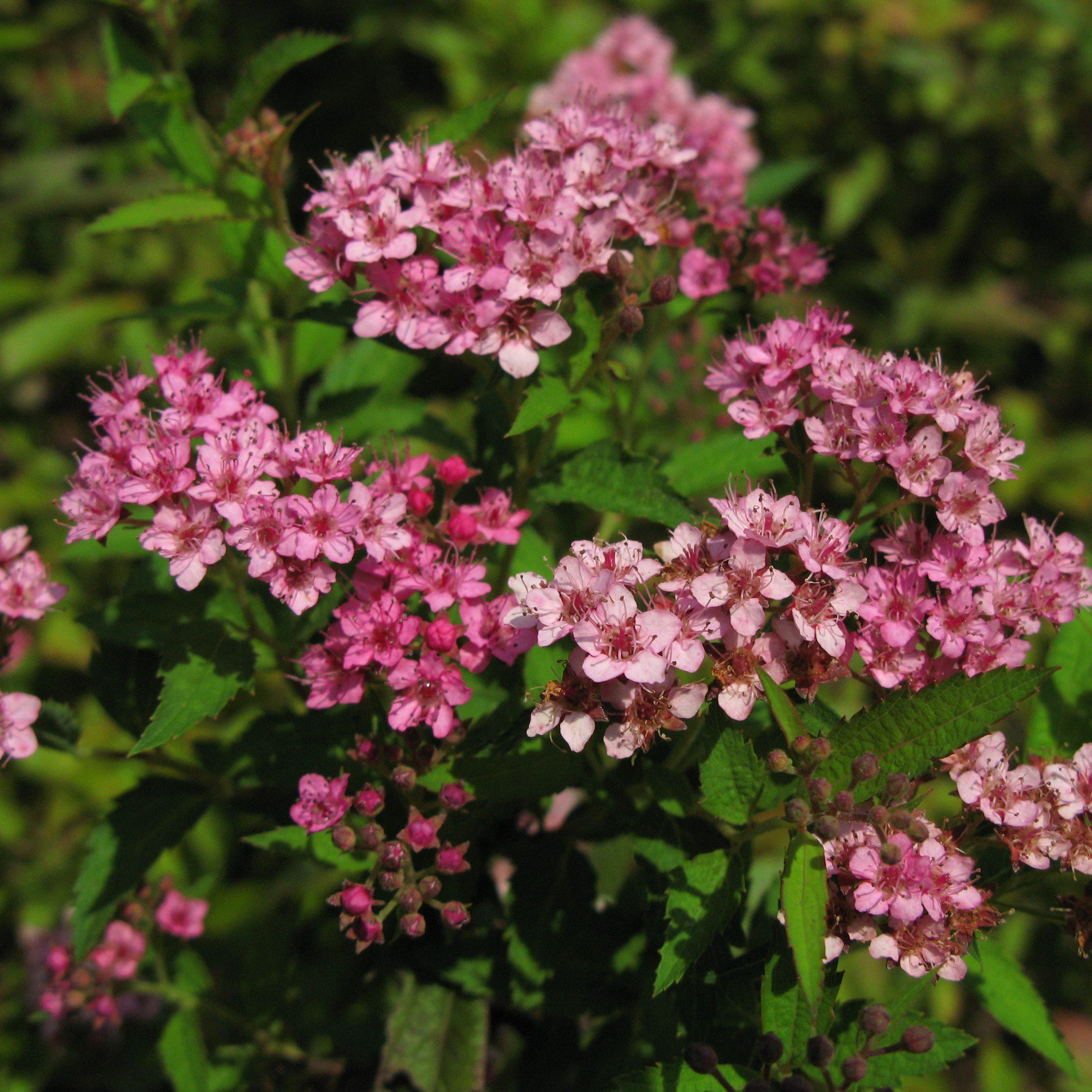 Yarrow, Milly Rock™ Rose Yarrow - Image 3