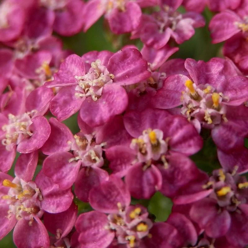 Yarrow, Milly Rock™ Rose Yarrow - Image 4