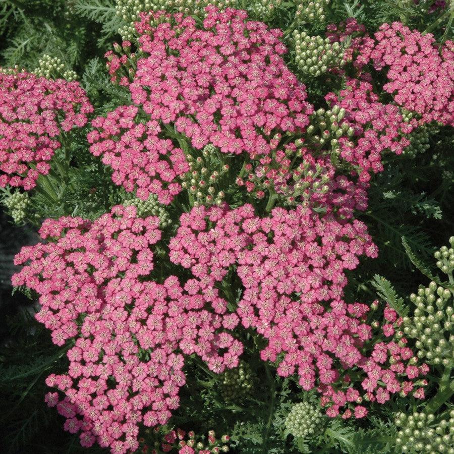 Yarrow, Pink Grapefruit Yarrow - Image 2