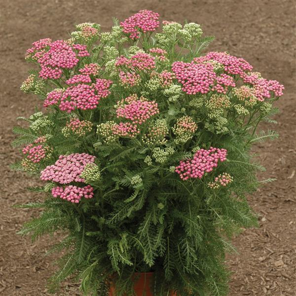 Yarrow, Pink Grapefruit Yarrow - Image 3