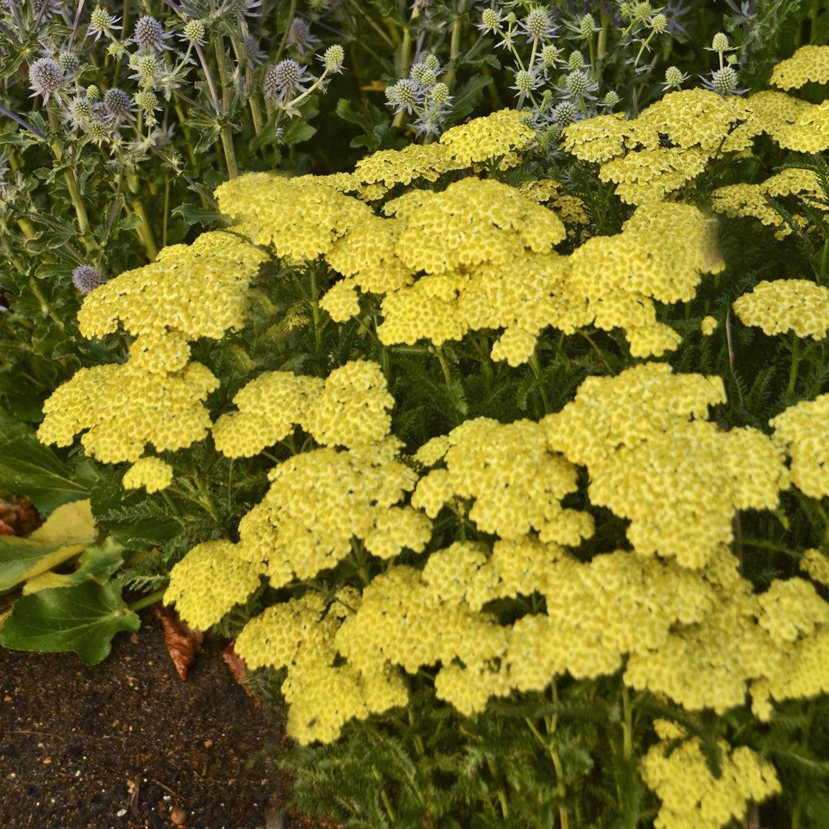 Yarrow, Sunny Seduction Yarrow