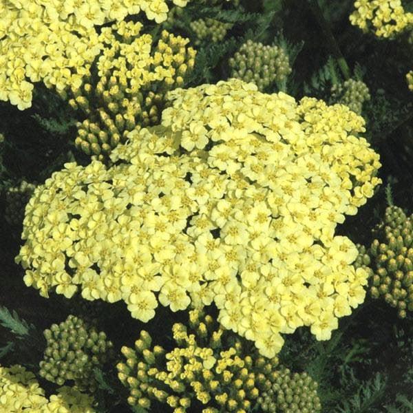 Yarrow, Sunny Seduction Yarrow - Image 2