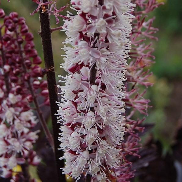Cohosh, Brunette Bugbane - Image 3
