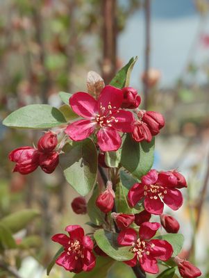 Crabapple, Adams Crabapple