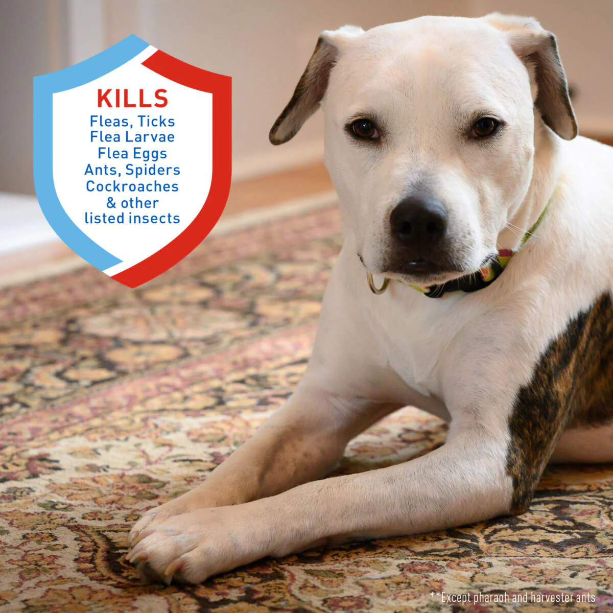 Adams Plus Flea & Tick Carpet Spray - Image 2