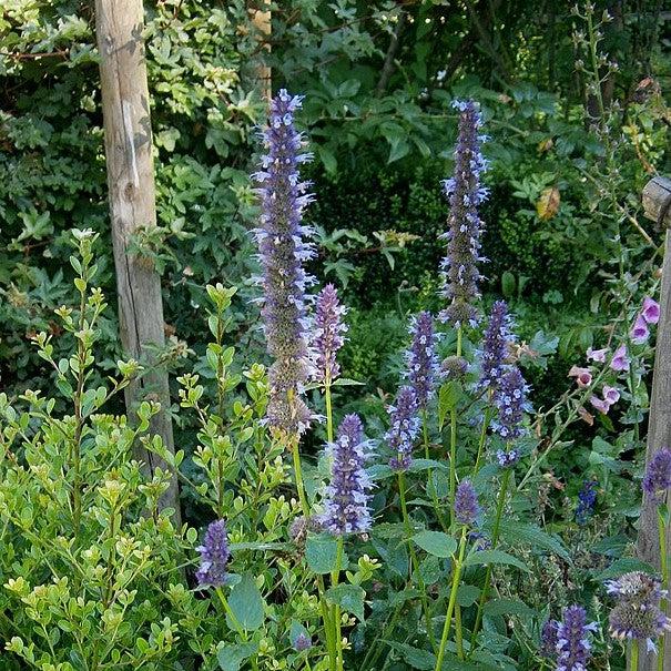 Hyssop, Anise Purple Hyssop - Image 2