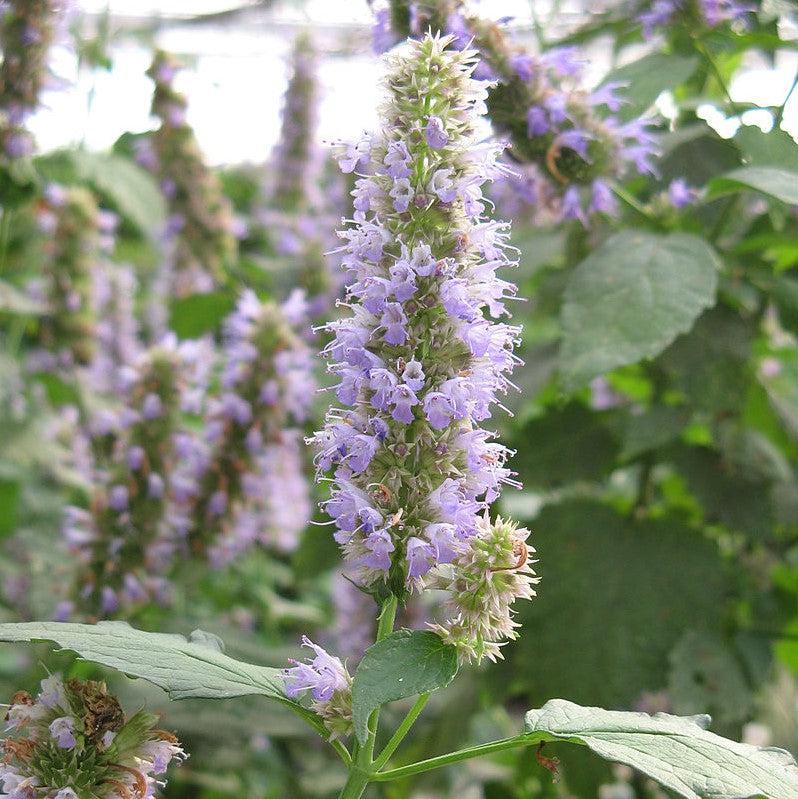 Hyssop, Anise Purple Hyssop - Image 3