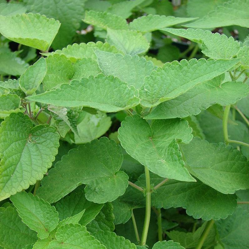 Hyssop, Anise Purple Hyssop - Image 4