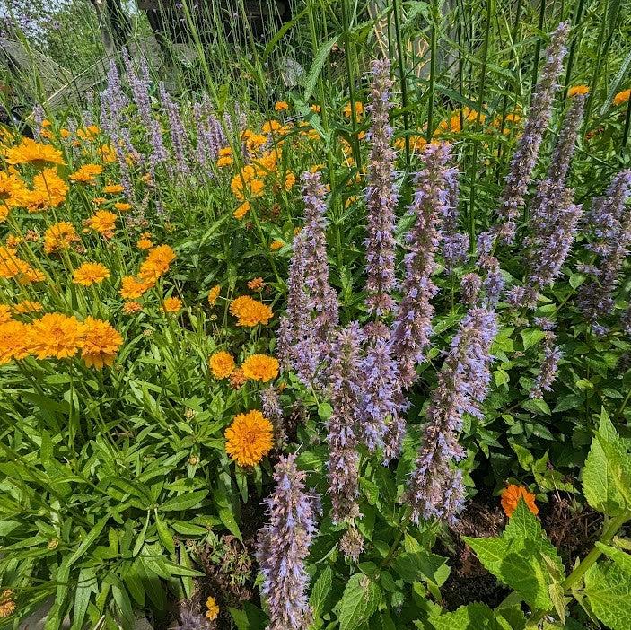 Hyssop, Anise Purple Hyssop - Image 5
