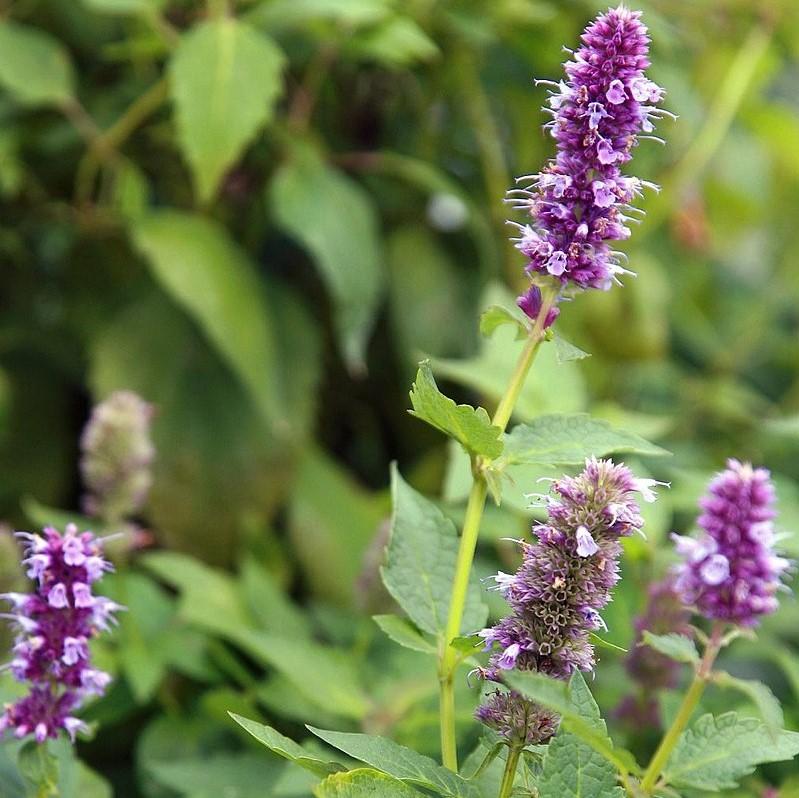 Hyssop, Blue Fortune Giant Hyssop - Image 3