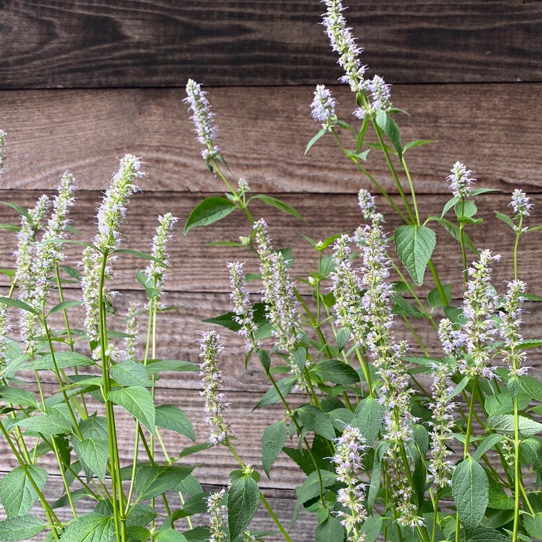 Hyssop, Blue Fortune Giant Hyssop - Image 5