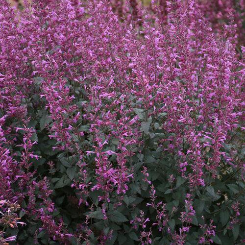 Hyssop, Meant to Bee® Royal Raspberry Agastache - Image 2