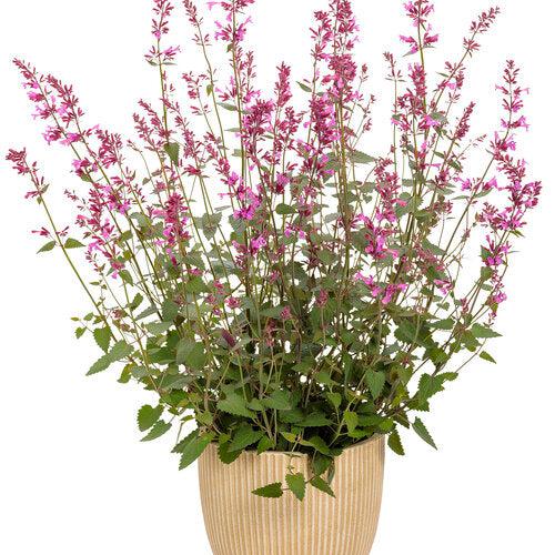 Hyssop, Meant to Bee® Royal Raspberry Agastache - Image 3