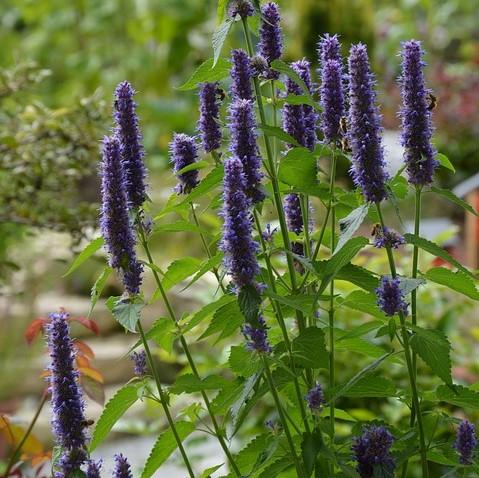 Hyssop, Black Adder Giant Hyssop