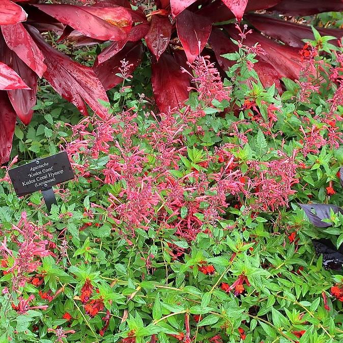 Hyssop, Kudos™ Coral Hummingbird Mint - Image 3