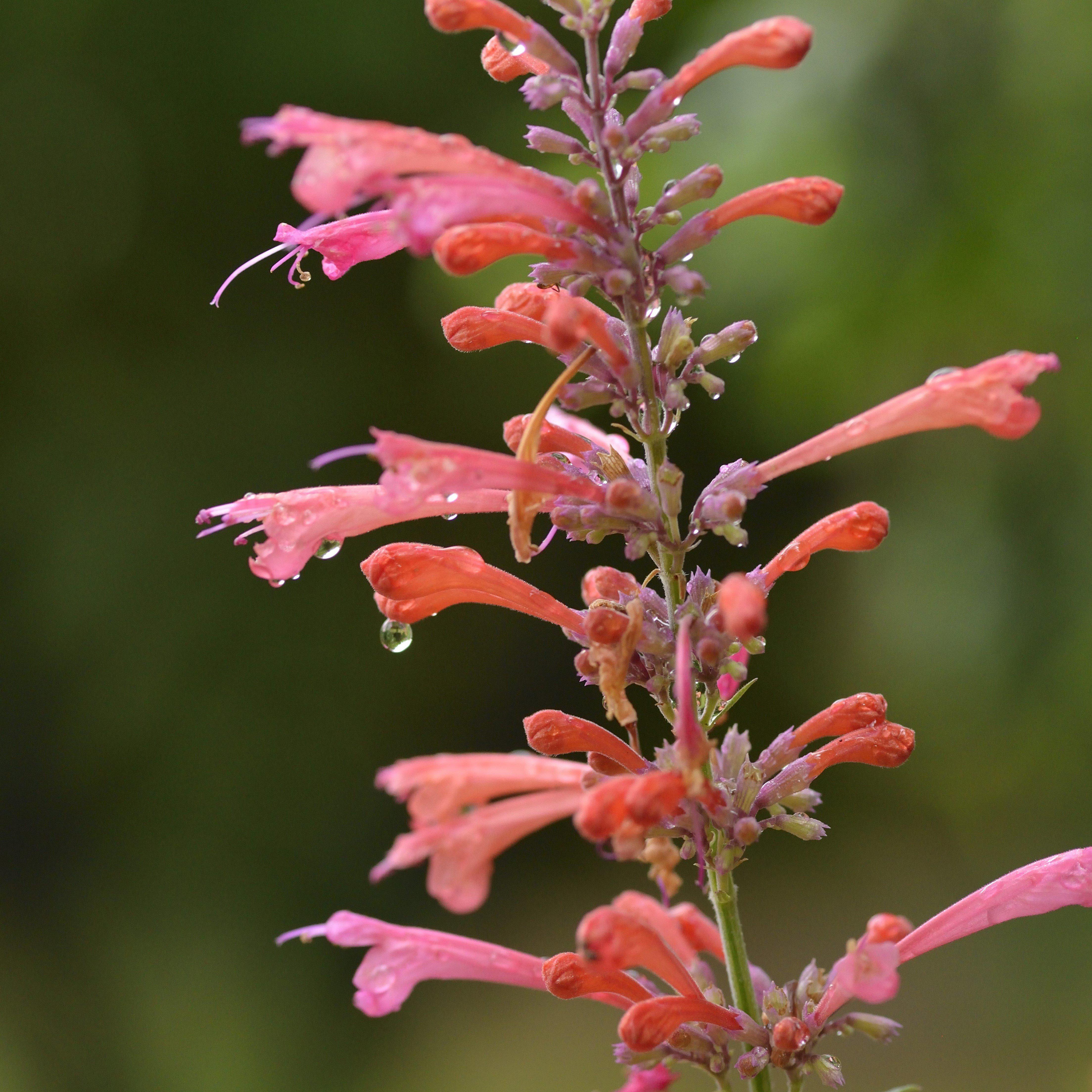 Hyssop, Kudos™ Coral Hummingbird Mint - Image 4