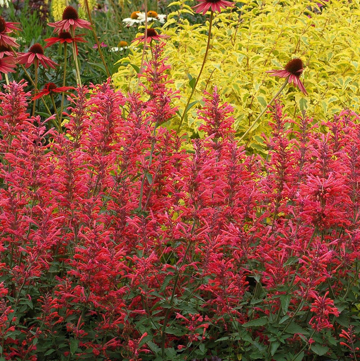 Hyssop, Kudos™ Coral Hummingbird Mint - Image 5