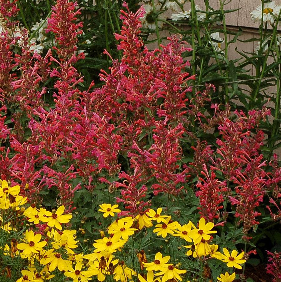 Hyssop, Kudos™ Coral Hummingbird Mint - Image 6