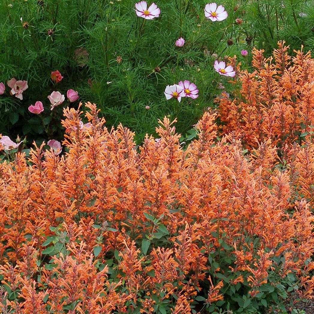 Hyssop, Kudos™ Mandarin Hummingbird Mint - Image 3