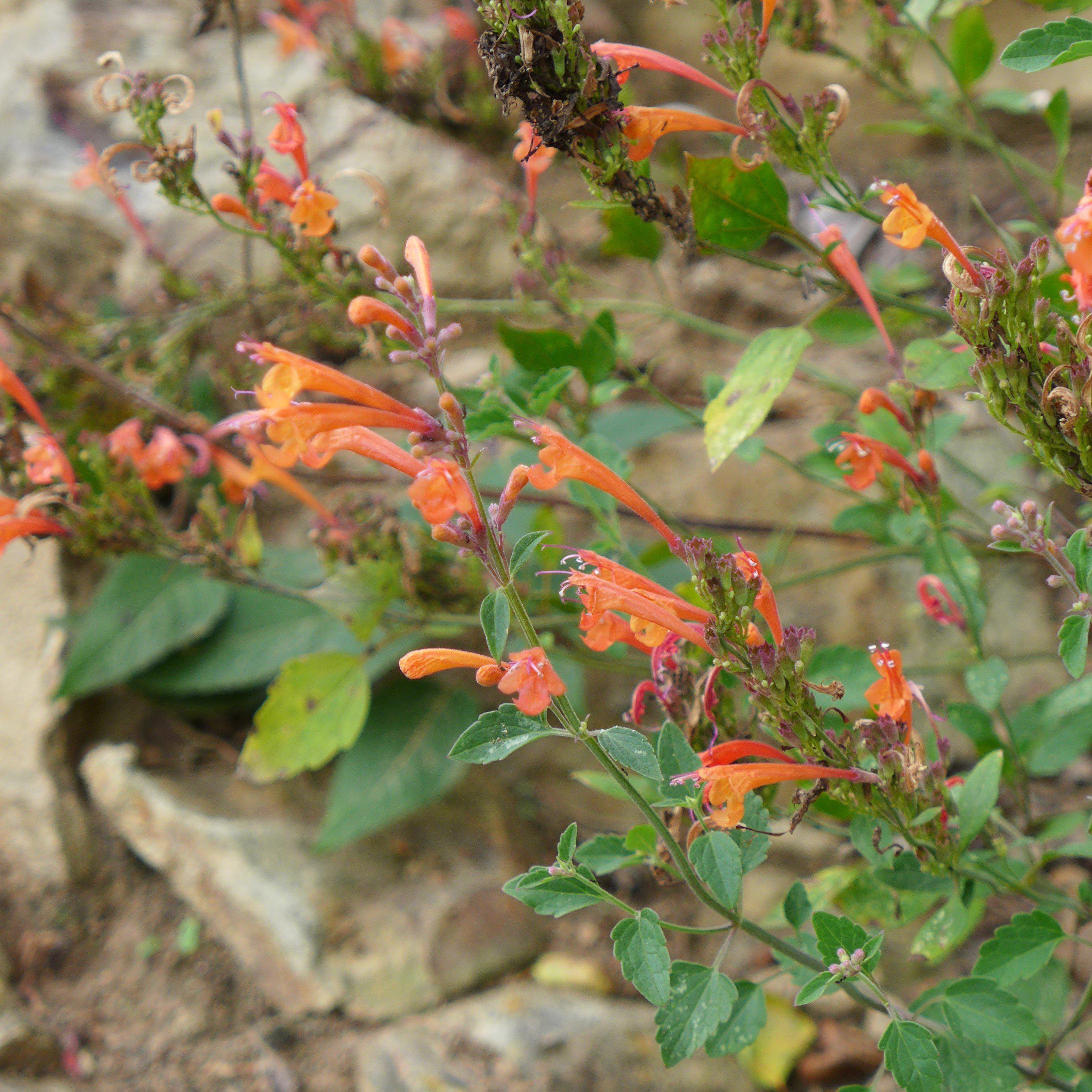 Hyssop, Kudos™ Mandarin Hummingbird Mint - Image 4