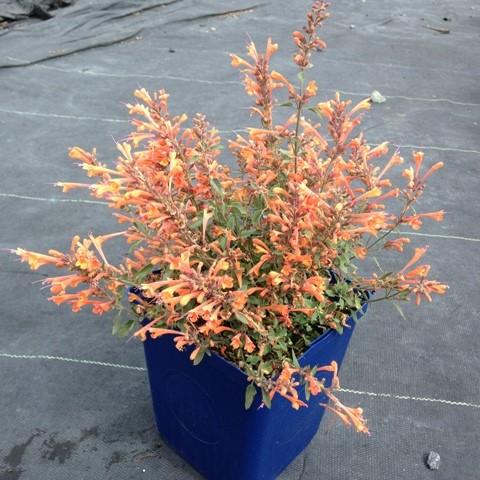 Hyssop, Kudos™ Mandarin Hummingbird Mint - Image 5