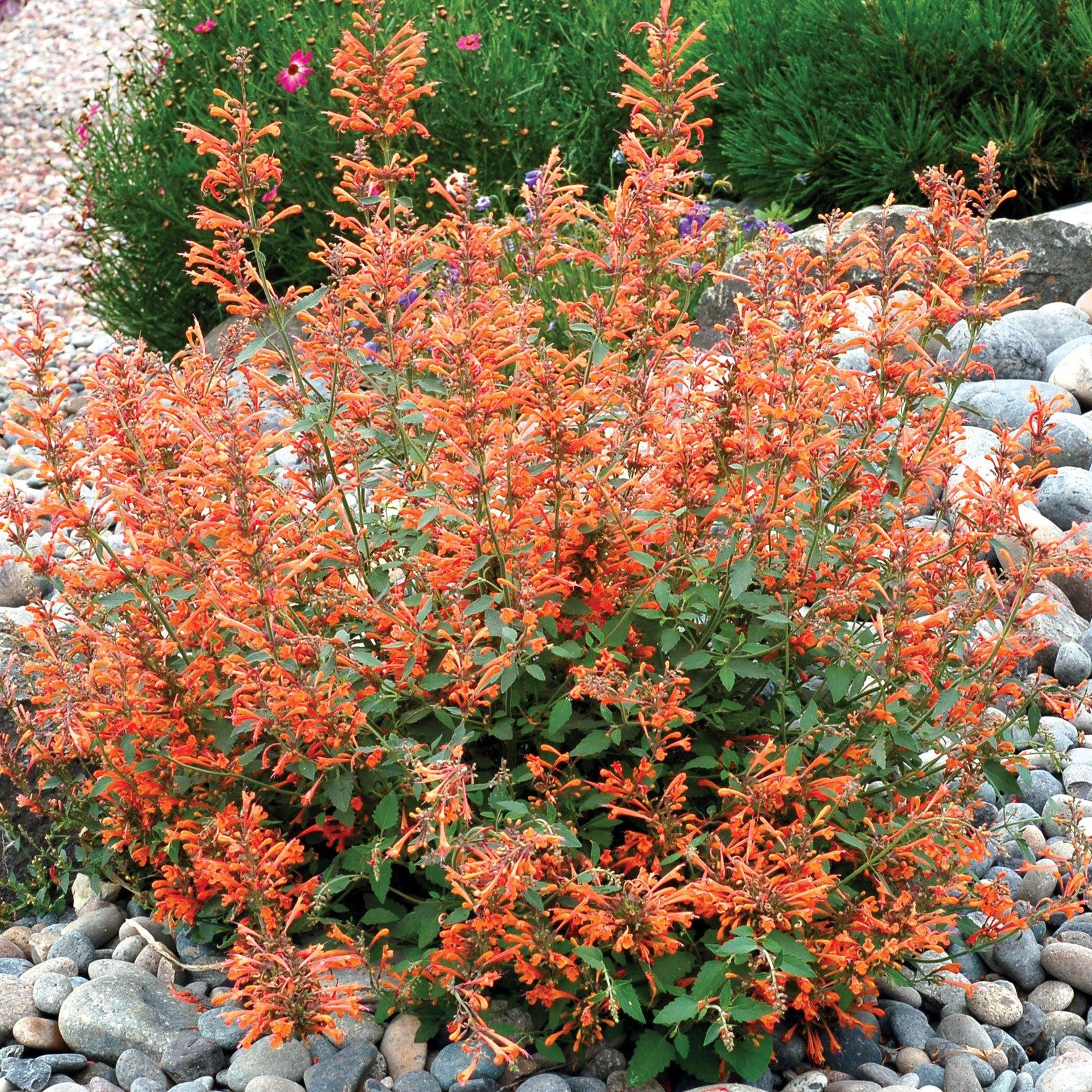 Hyssop, Kudos™ Mandarin Hummingbird Mint - Image 6