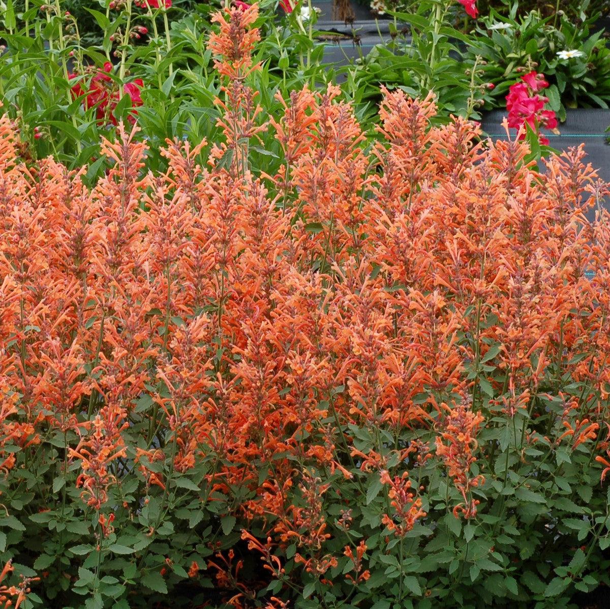 Hyssop, Kudos™ Mandarin Hummingbird Mint - Image 7