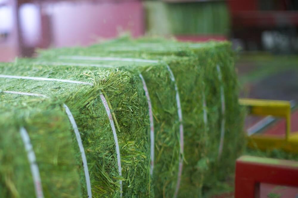 Alfalfa Hay Bale, 40 lbs - TEMPORARILY OUT OF STOCK - Image 4