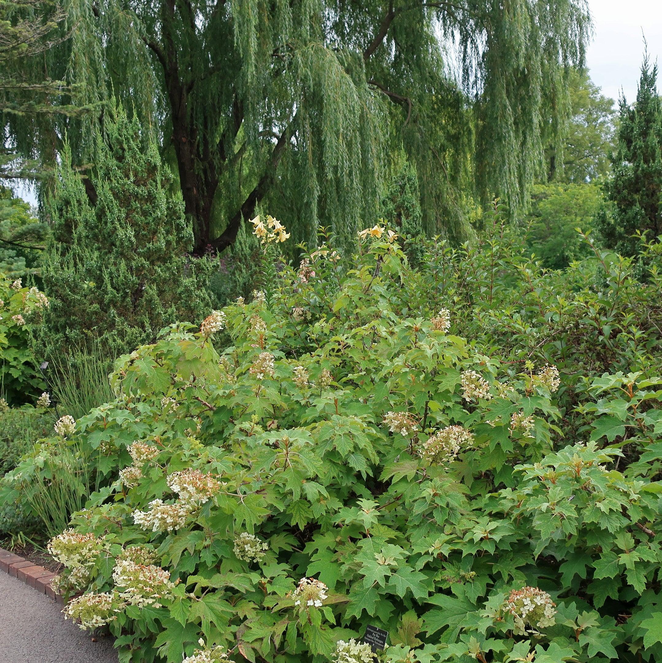 Hydrangea, Alice Oakleaf Hydrangea - Image 2