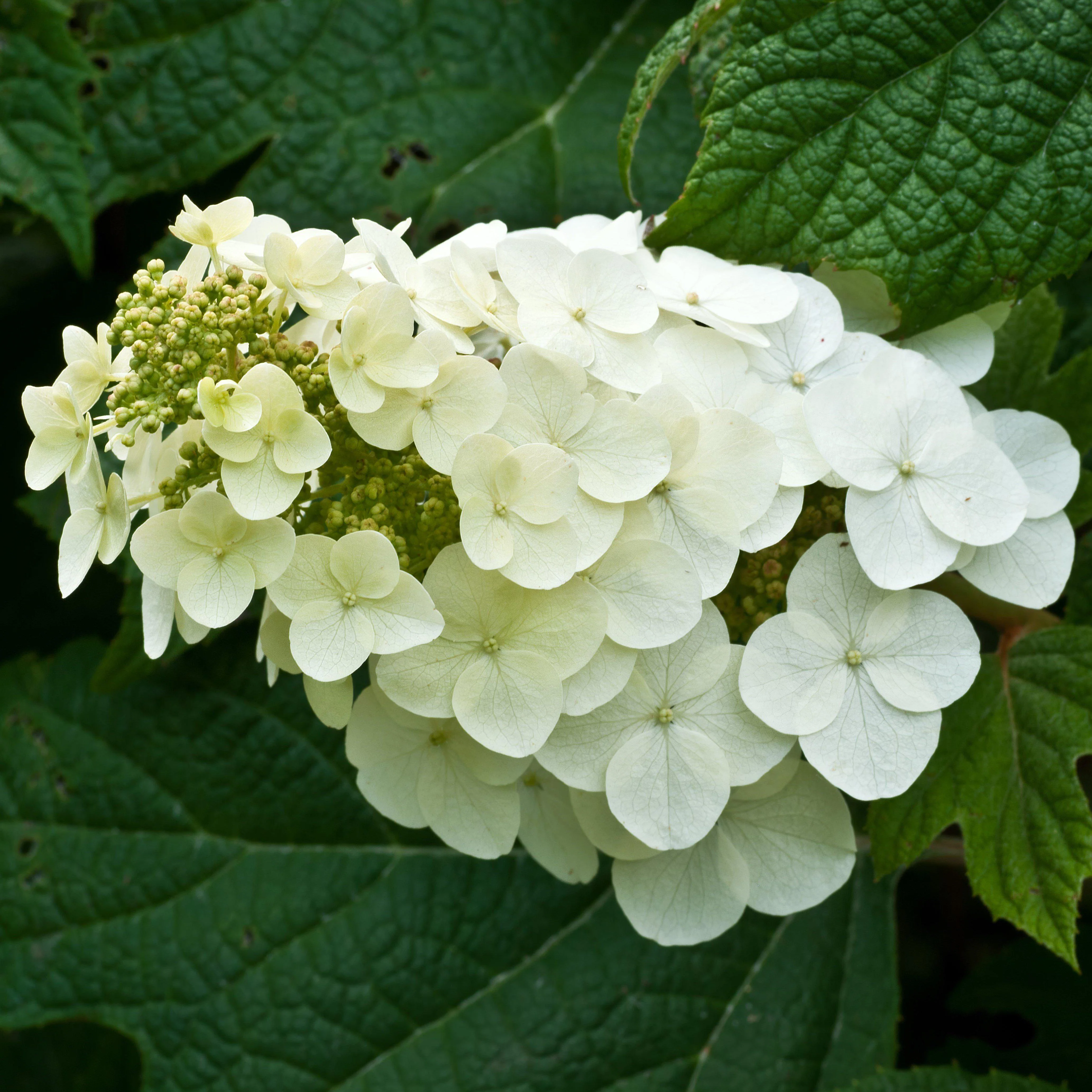 Hydrangea, Alice Oakleaf Hydrangea - Image 3
