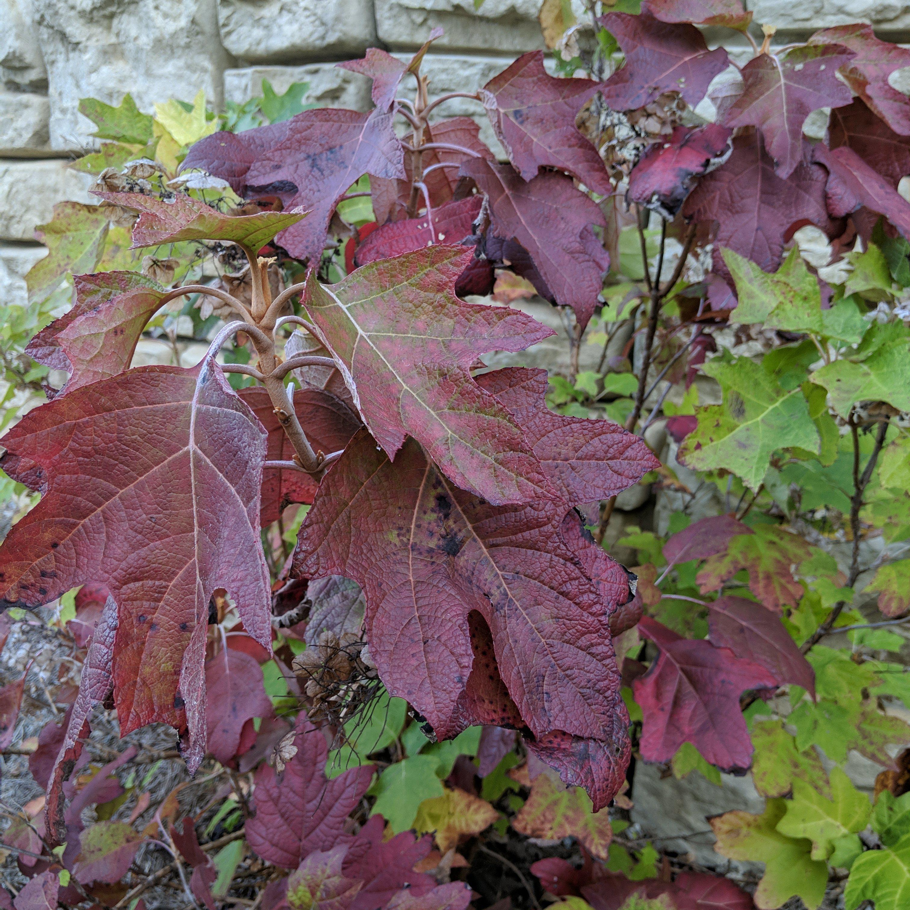 Hydrangea, Alice Oakleaf Hydrangea - Image 4