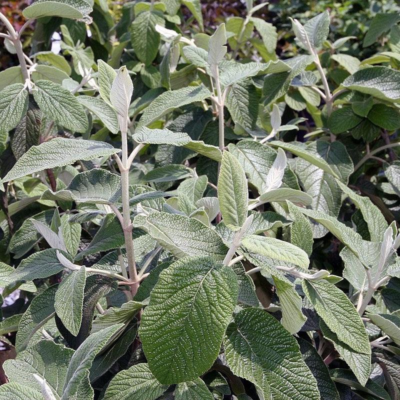 Viburnum, Allegheny Viburnum - Image 4