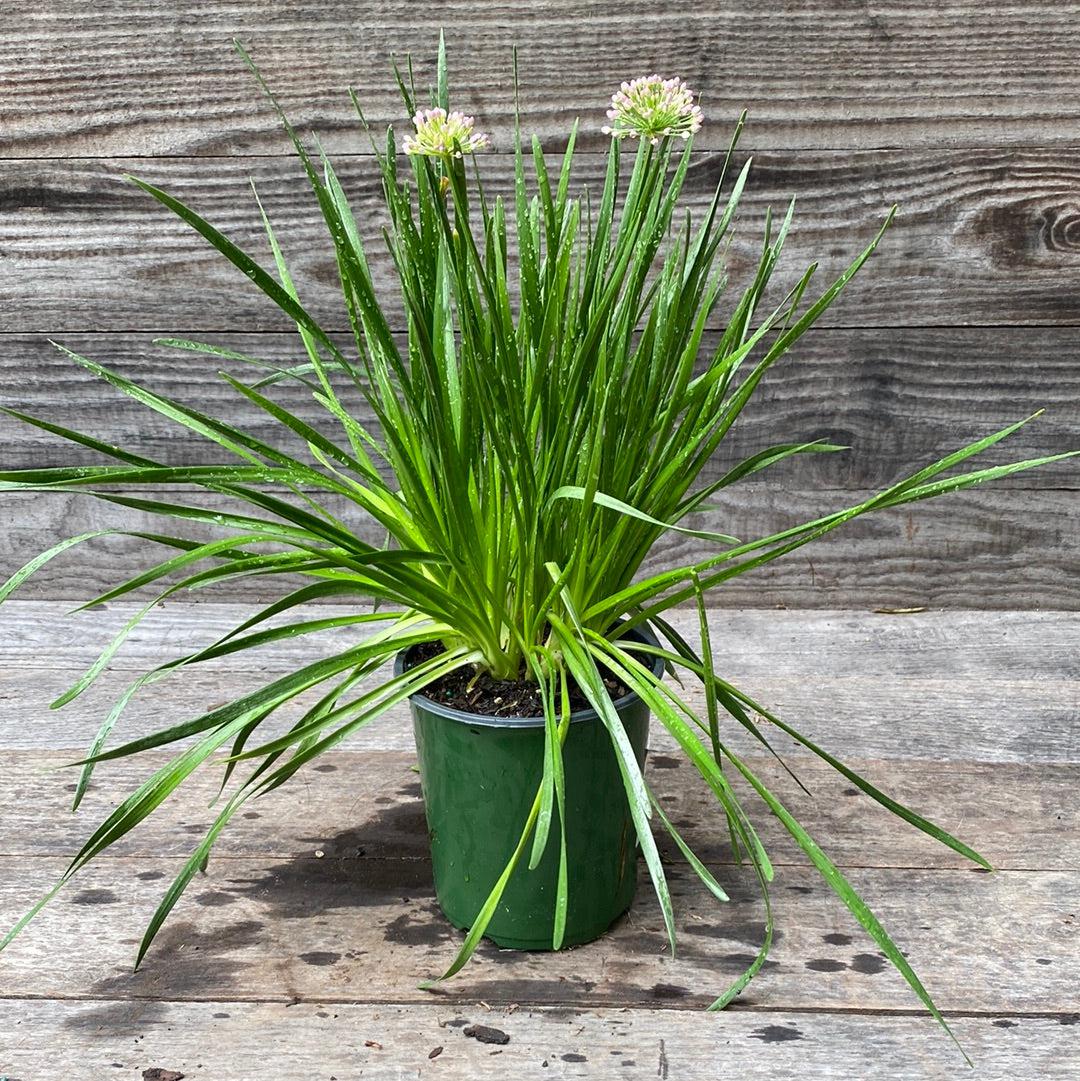 Allium, Millenium Ornamental Onion - Image 4
