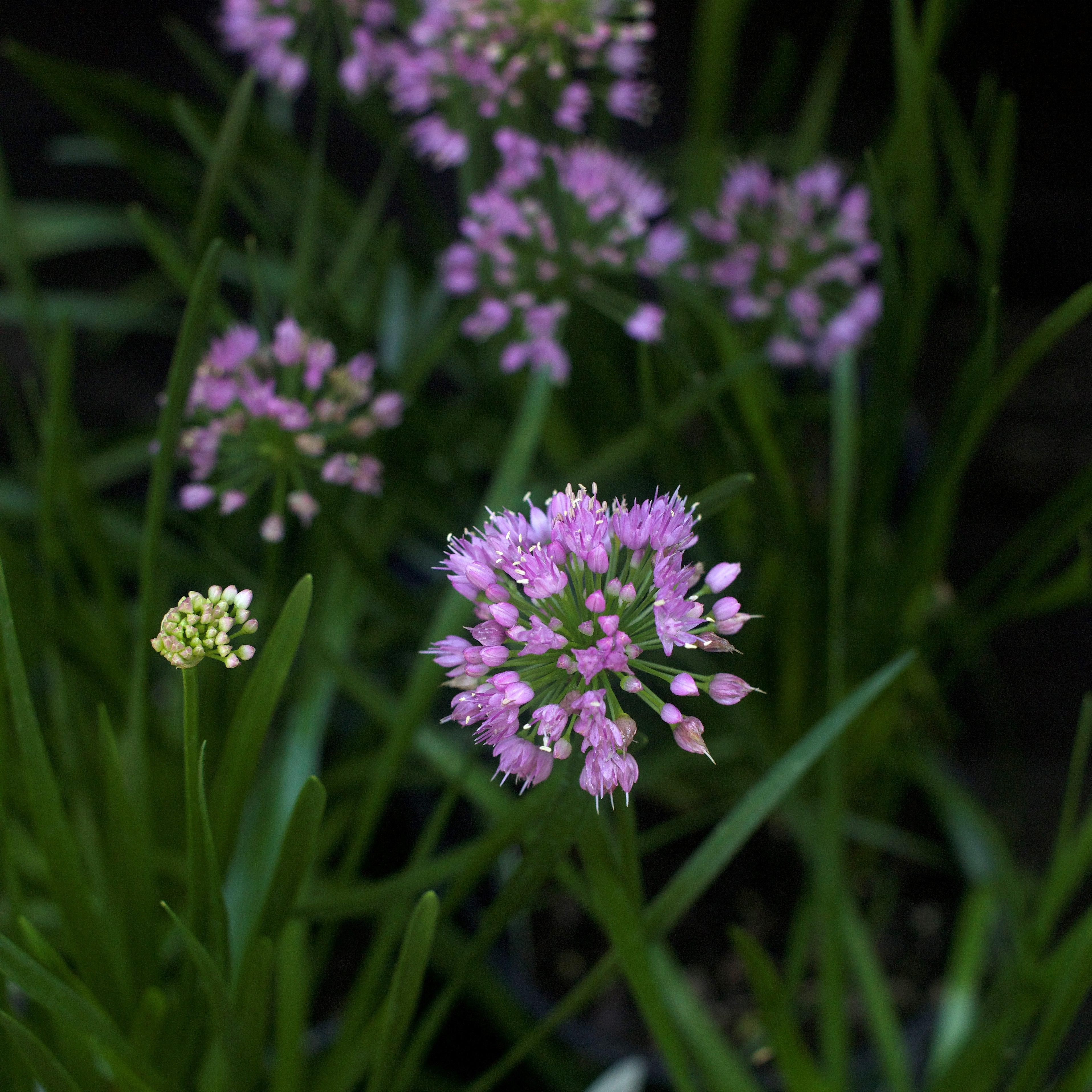 Allium, Millenium Ornamental Onion - Image 5