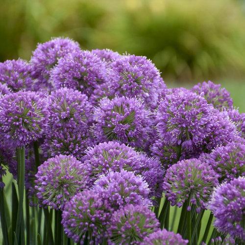 Allium, Serendipity Ornamental Onion - Image 3