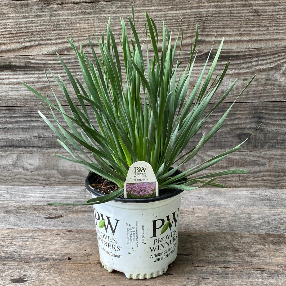 Allium, Serendipity Ornamental Onion - Image 6