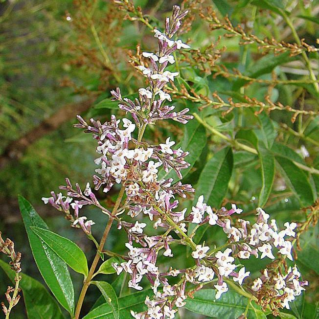 Verbena, Lemon Beebrush - Image 2