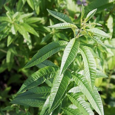 Verbena, Lemon Beebrush - Image 3