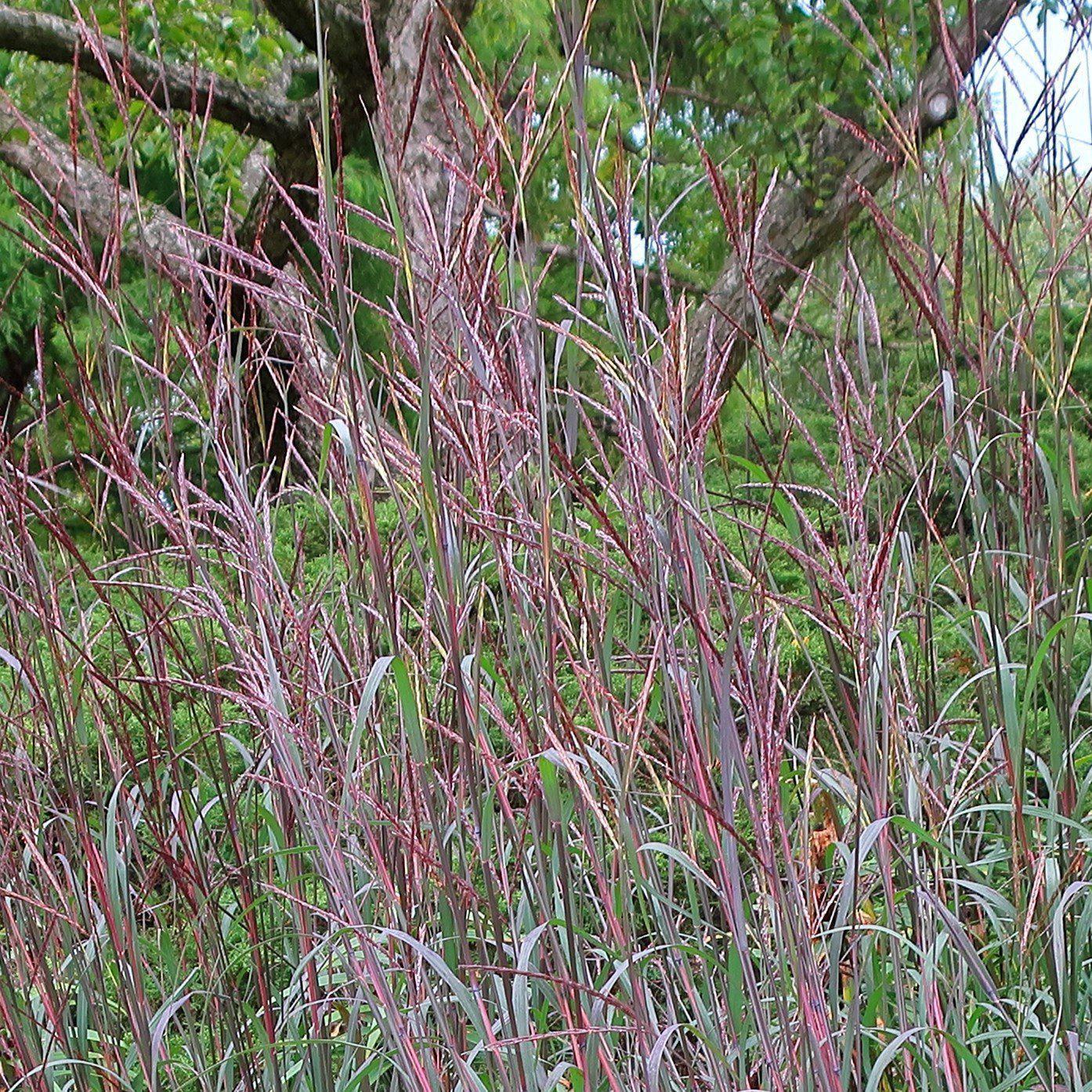Grass, Blackhawks Big Blue Stem - Image 2