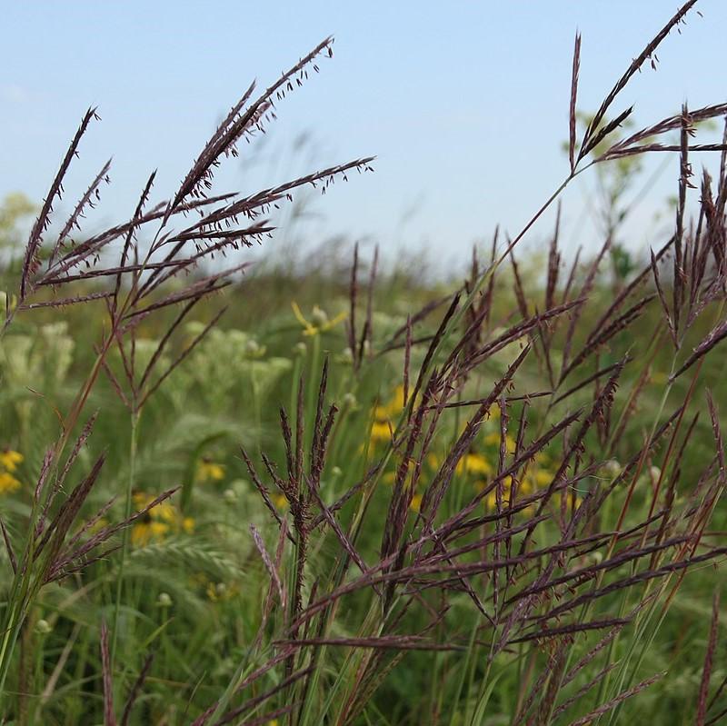 Grass, Big Bluestem - Image 3